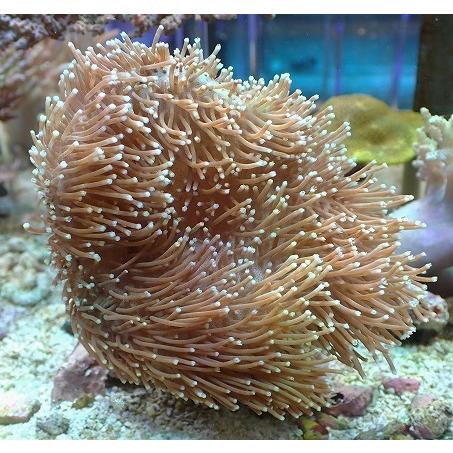 No 6 ウミキノコ フラワーポリプ ソフトコーラル ユラユラ系 アクアスタイルユー サンゴ 通販 販売 Asy 熱帯魚 アクアリウム用品