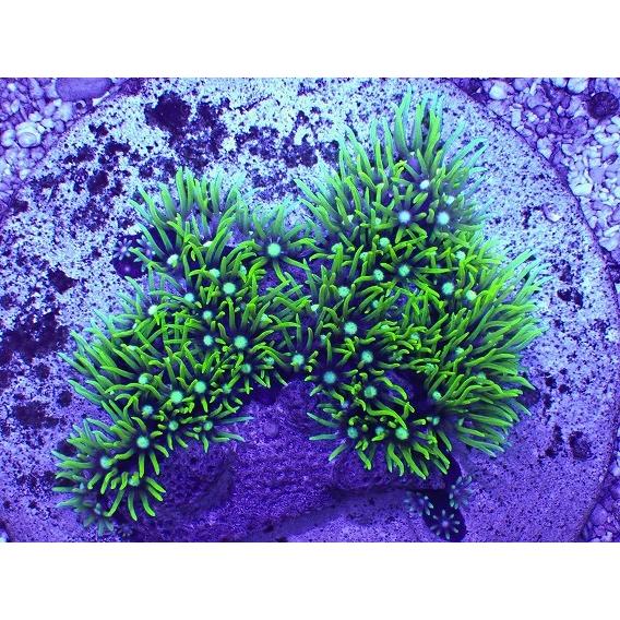 最終値下げ No 5 スターポリプ アクアスタイルユー ユラユラ系 スーパーメタリックグリーン ソフトコーラル 観賞魚生体 Alexteih Com