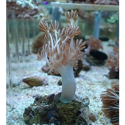 No 3 パクパクウミアザミsp ソフトコーラル ユラユラ系 アクアスタイルユー サンゴ 通販 販売 Asy Sango 03 アクアスタイルユーyahoo 店 通販 Yahoo ショッピング