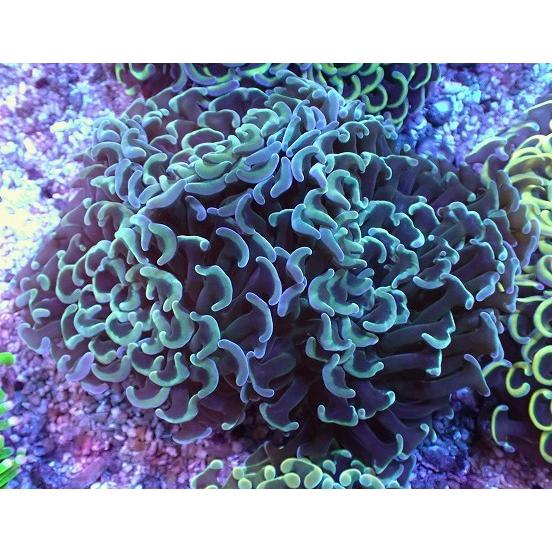 人気ブランドを No 15 ナガレハナサンゴ ハードコーラル Asy ユラユラ 販売 通販 サンゴ アクアスタイルユー ユラユラ系 観賞魚生体 Alreyadastore Com