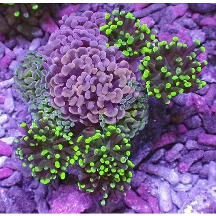 安い特売中 No 3 ブーケナガレハナサンゴ ハードコーラル ユラユラ系 アクアスタイルユー サンゴ 通販 販売 ユラユラ Asy 両立のぼり 大 Technoelmer Com Np