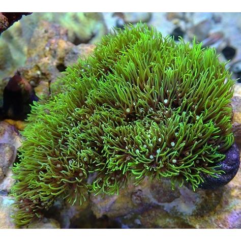 満点の No 4 スターポリプ ソフトコーラル Asy 販売 通販 サンゴ アクアスタイルユー ユラユラ系 観賞魚生体 Giovannanoivas Com Br