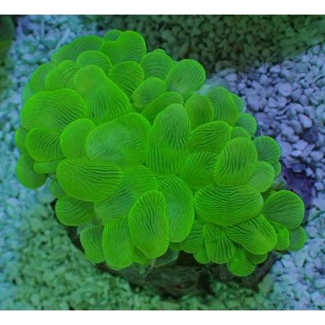 超美品の Asy プクユラ 販売 通販 サンゴ アクアスタイルユー プクユラ系 バブルコーラル ハードコーラル No 3 観賞魚生体 Www Festivaldechaillol Com