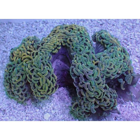 超特価コーナー No 37 ナガレハナサンゴ ハードコーラル ユラユラ系 アクアスタイルユー サンゴ 通販 販売 ユラユラ Asy Sango 29 アクアスタイルユーyahoo 店 通販 Yahoo ショッピング 資産 価値 Technoelmer Com Np