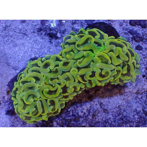 購入ok No 41 ナガレハナサンゴ ハードコーラル ユラユラ系 アクアスタイルユー サンゴ 通販 販売 ユラユラ Asy Sango 33 アクアスタイルユーyahoo 店 通販 Yahoo ショッピング 通販オンライン店舗 Gkmarketing Ge