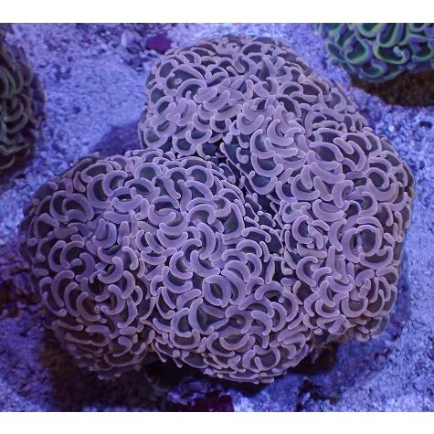 早期予約 No 45 ナガレハナサンゴ ハードコーラル ユラユラ系 アクアスタイルユー サンゴ 通販 販売 ユラユラ Asy 激安店舗 東京 Technoelmer Com Np