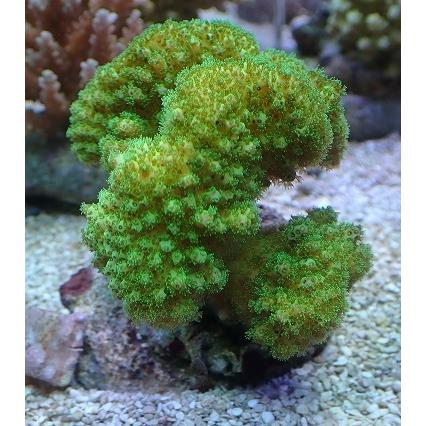 海外並行輸入正規品 No 8 ハナヤサイサンゴ Sps ミドリイシ Sps アクアスタイルユー サンゴ 通販 販売 Asy ミドリイシ Sps アクアスタイルユー サンゴ 通販 販売 Asy 観賞魚生体 Smssvg Org