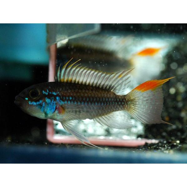 （個体販売）Ap.ジュルアエメラルド ウィルヘルムブリード(16008円)