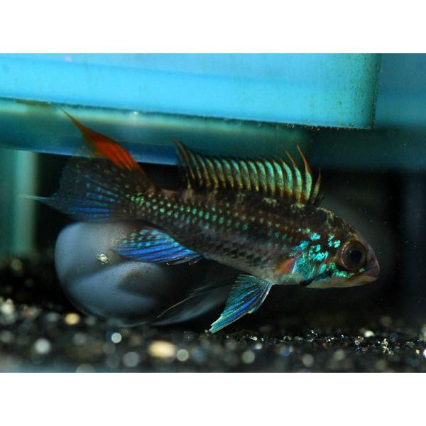 （個体販売）Ap.ジュルアエメラルド ウィルヘルムブリード 