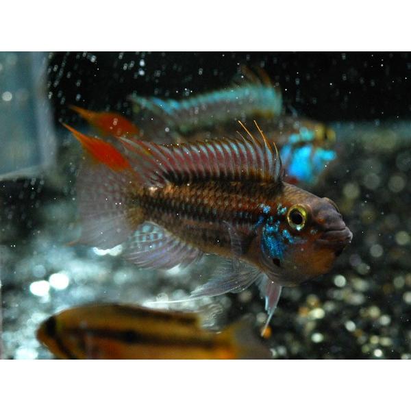 （個体販売）Ap.ジュルアエメラルド ウィルヘルムブリード 