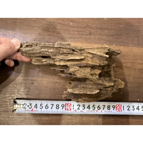 スタッフセレクト流木 Cave wood ケイブウッド No.8 : アクア