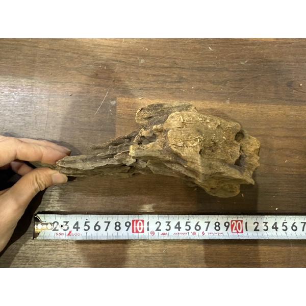 スタッフセレクト流木 Cave wood ケイブウッド No.8 : アクア