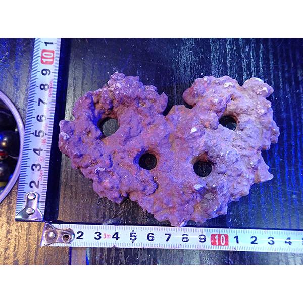 Frag専用プレート JS Frag Rock No.07 : アクアテイラーズヤフー店 - 通販 - Yahoo!ショッピング