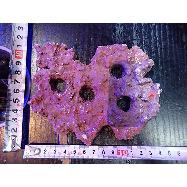 Frag専用プレート JS Frag Rock No.19 : アクアテイラーズヤフー店 - 通販 - Yahoo!ショッピング