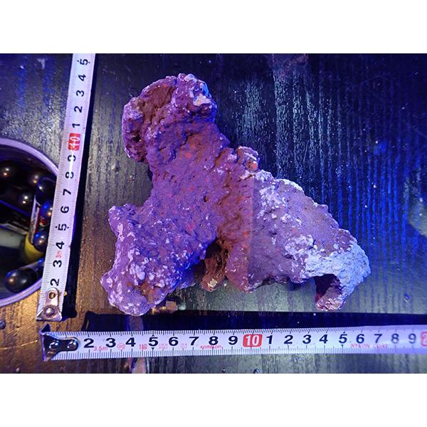 JS Rock No.06 : アクアテイラーズヤフー店 - 通販 - Yahoo!ショッピング