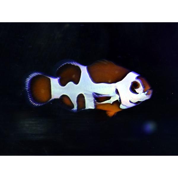 海外産ブリード　オレンジストームクラウンNo.03（個体販売）(17748円)