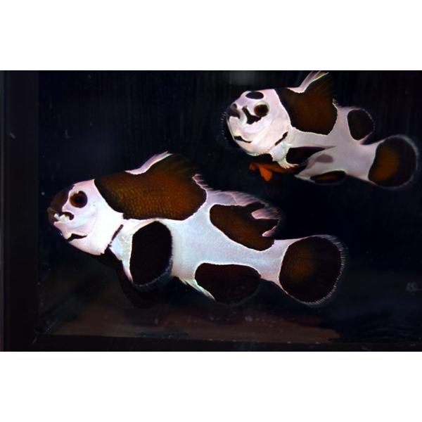 Web限定 仲良しセット 個体販売 Cb オレンジストームクラウンフィッシュ 観賞魚生体 Www Amf46 Fr