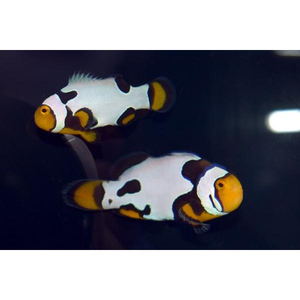 格安 Cb ブラックピカソクラウン 仲良し２匹セット 個体販売 観賞魚生体