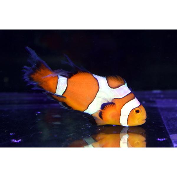 T ポイント5倍 Cb ダヴィンチロングフィンクラウンno 04 個体販売 観賞魚生体