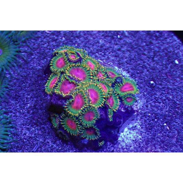 US Zoa Awesome blossom mc3895アクアテイラーズヤフー店 通販 Yahoo!ショッピング