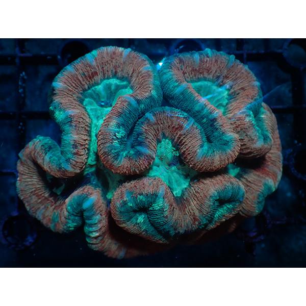 ブレインコーラル マルチカラー（No01） mc4361アクアテイラーズヤフー店 通販 Yahoo!ショッピング