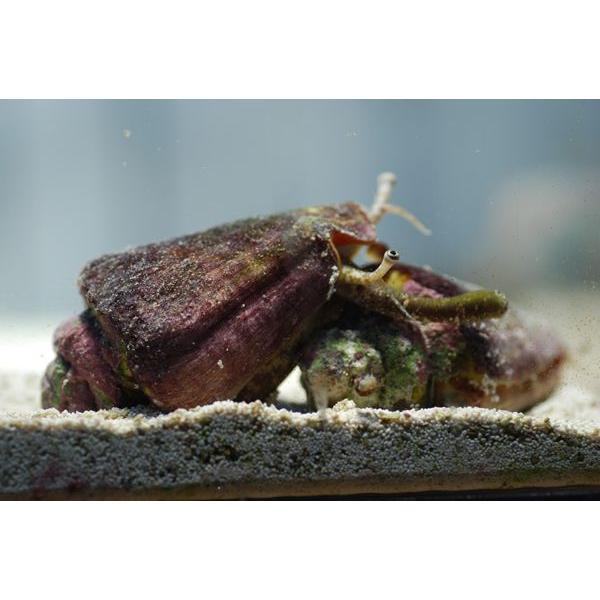 人気ショップが最安値挑戦 観賞魚生体 コケ取り マガキ貝 ５個セット