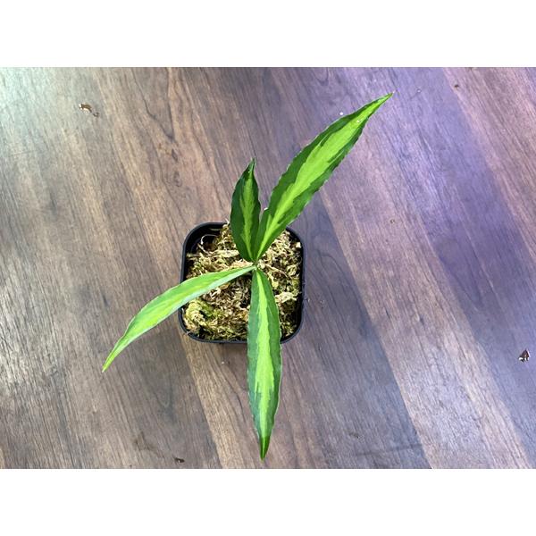 Holochlamys beccarii from Kerom Papua : アクアテイラーズヤフー店 - 通販 - Yahoo!ショッピング