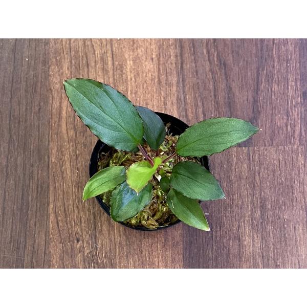 Homalomena sp. Mahakam Hulu : アクアテイラーズヤフー店 - 通販