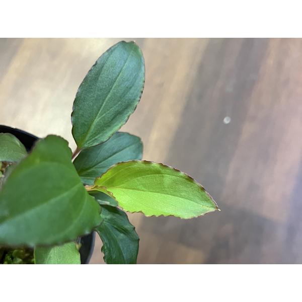 Homalomena sp. Mahakam Hulu : アクアテイラーズヤフー店 - 通販