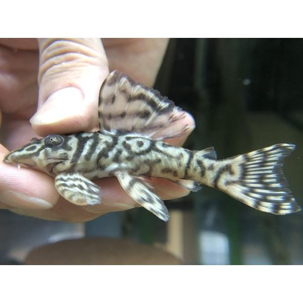 （個体販売）オリノコメガクラウン　SSグレード　No.1