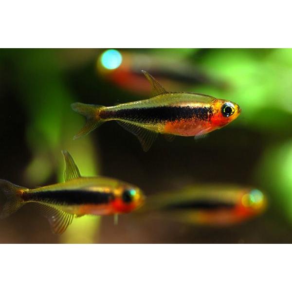 ｗｉｌｄ トゥッカーノテトラ 1匹 Tpf048 アクアテイラーズヤフー店 通販 Yahoo ショッピング