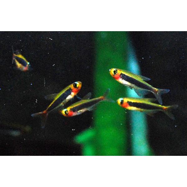 ｗｉｌｄ トゥッカーノテトラ 1匹 Tpf048 アクアテイラーズヤフー店 通販 Yahoo ショッピング