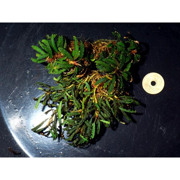 個体販売 ブセファランドラ Sp カユラピス Wild Nｏ 01 Wp129 アクアテイラーズヤフー店 通販 Yahoo ショッピング