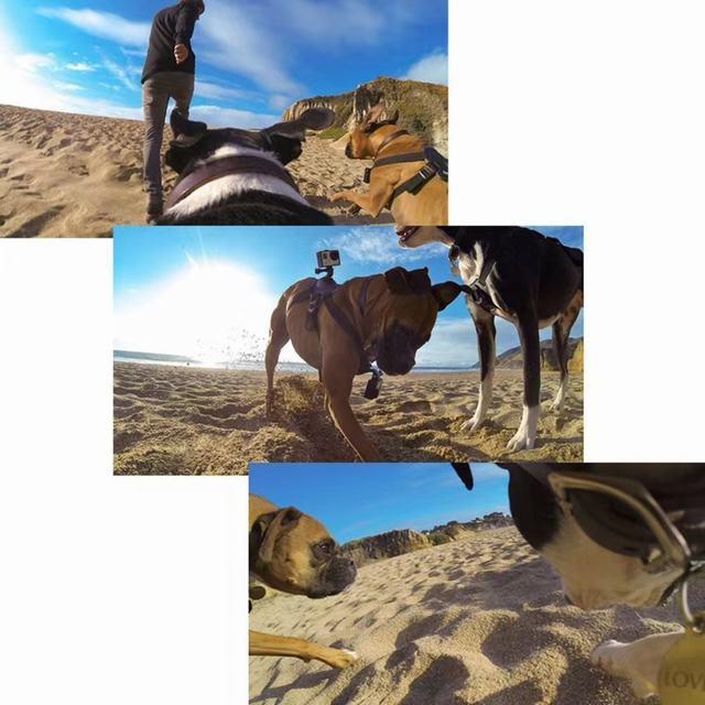 ペット GOPRO ハーネス マウント 撮影 ドッグ ゴープロ 犬 ドッグハーネス 愛犬の目線｜araganeshop｜03