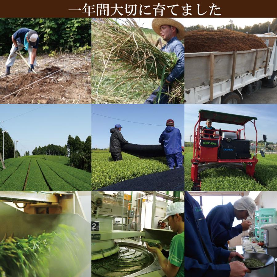 お茶 新茶 2025 緑茶 静岡茶 茶葉 深蒸し茶 ギフト 初摘100g紙缶2本箱入 送料無料 4/30頃より順次発送