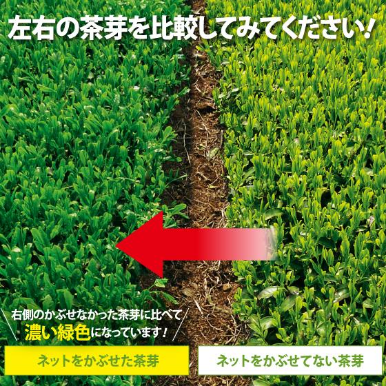 お茶 新茶 2024 緑茶 静岡茶 茶葉 深蒸し茶 カテキン 高級茶 望金印2本箱入 送料無料 5/8頃より出荷予定｜arahata｜04