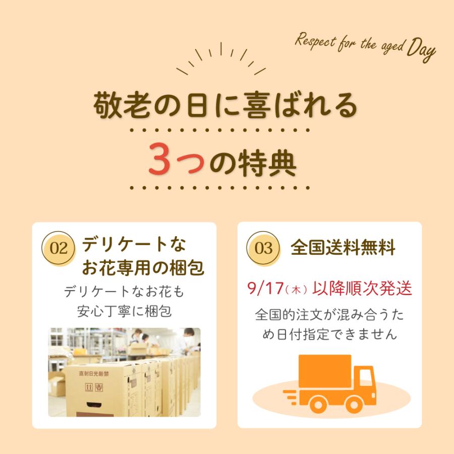 敬老の日 プレゼント 80代 70代 ギフト 2026 花 ミニ胡蝶蘭 お茶 緑茶 静岡茶 選べるミニ胡蝶蘭＆静岡茶 ポイント利用 ポイント消化 爆買 | お茶の荒畑園 | 13