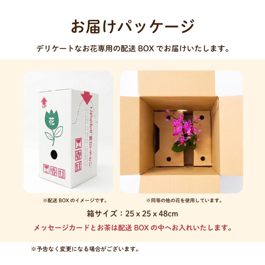 敬老の日 プレゼント 80代 70代 ギフト 2026 花 ミニ胡蝶蘭 お茶 緑茶 静岡茶 選べるミニ胡蝶蘭＆静岡茶 ポイント利用 ポイント消化 爆買 | お茶の荒畑園 | 14