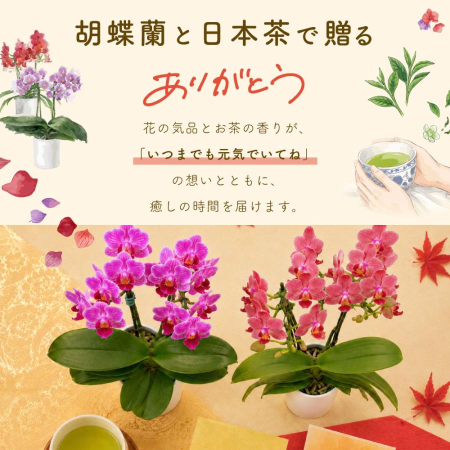 敬老の日 プレゼント 80代 70代 ギフト 2026 花 ミニ胡蝶蘭 お茶 緑茶 静岡茶 選べるミニ胡蝶蘭＆静岡茶 ポイント利用 ポイント消化 爆買 | お茶の荒畑園 | 01