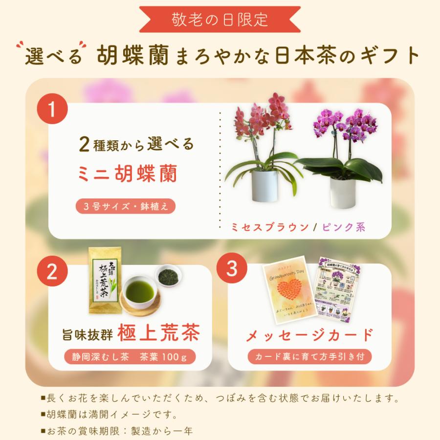 敬老の日 プレゼント 80代 70代 ギフト 2026 花 ミニ胡蝶蘭 お茶 緑茶 静岡茶 選べるミニ胡蝶蘭＆静岡茶 ポイント利用 ポイント消化 爆買 | お茶の荒畑園 | 02