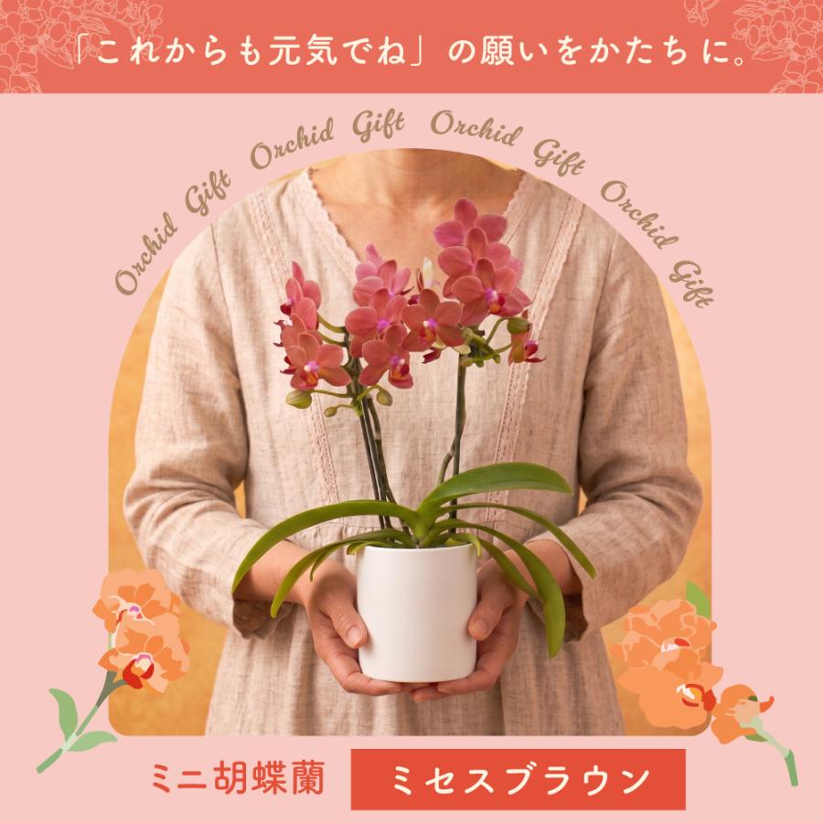 敬老の日 プレゼント 80代 70代 ギフト 2026 花 ミニ胡蝶蘭 お茶 緑茶 静岡茶 選べるミニ胡蝶蘭＆静岡茶 ポイント利用 ポイント消化 爆買 | お茶の荒畑園 | 03