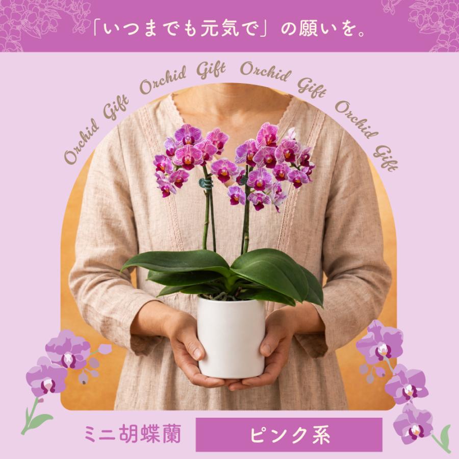 敬老の日 プレゼント 80代 70代 ギフト 2026 花 ミニ胡蝶蘭 お茶 緑茶 静岡茶 選べるミニ胡蝶蘭＆静岡茶 ポイント利用 ポイント消化 爆買 | お茶の荒畑園 | 04