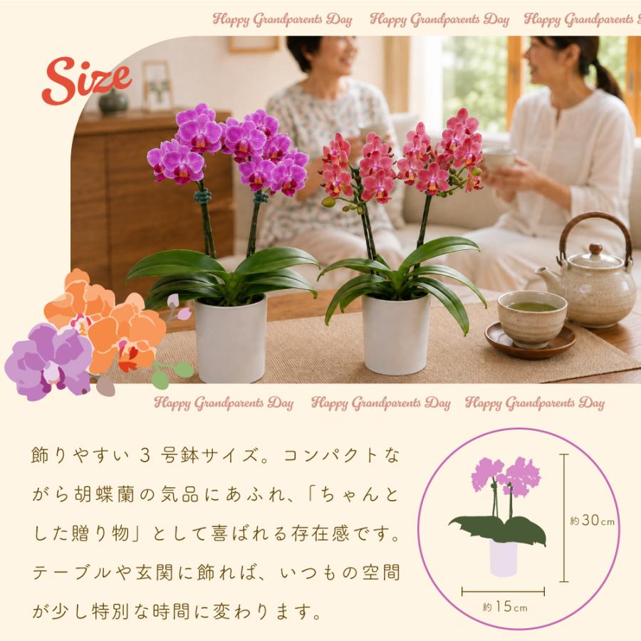 敬老の日 プレゼント 80代 70代 ギフト 2026 花 ミニ胡蝶蘭 お茶 緑茶 静岡茶 選べるミニ胡蝶蘭＆静岡茶 ポイント利用 ポイント消化 爆買 | お茶の荒畑園 | 05