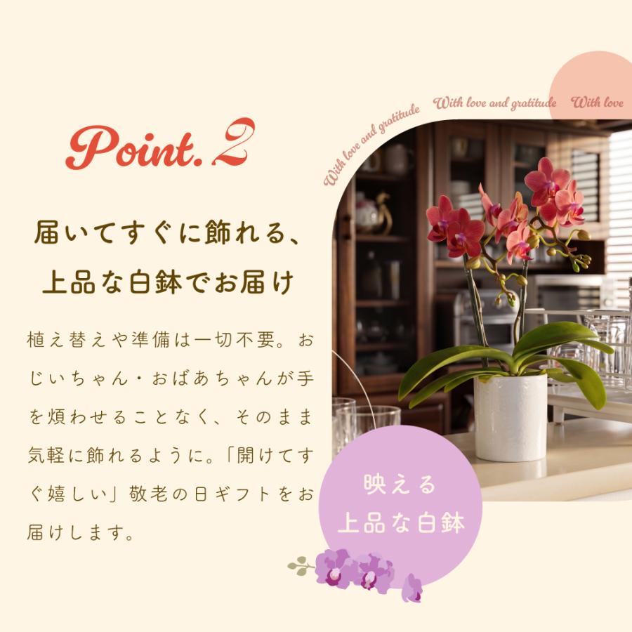 敬老の日 プレゼント 80代 70代 ギフト 2026 花 ミニ胡蝶蘭 お茶 緑茶 静岡茶 選べるミニ胡蝶蘭＆静岡茶 ポイント利用 ポイント消化 爆買 | お茶の荒畑園 | 07