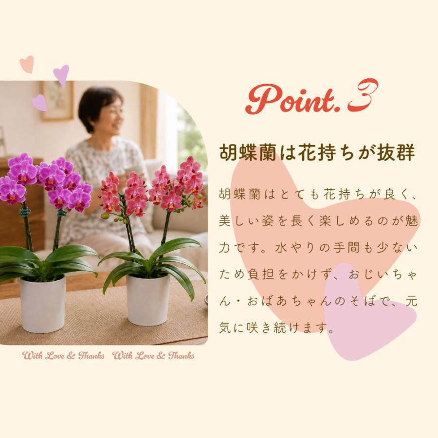 敬老の日 プレゼント 80代 70代 ギフト 2026 花 ミニ胡蝶蘭 お茶 緑茶 静岡茶 選べるミニ胡蝶蘭＆静岡茶 ポイント利用 ポイント消化 爆買 | お茶の荒畑園 | 08