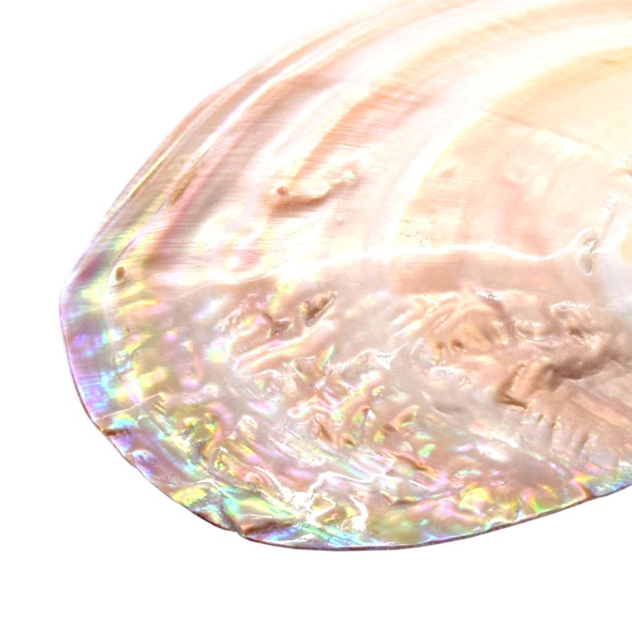 イケチョウ貝 パールシェル 天然真珠貝殻 浄化 スマッジング 香皿 瞑想