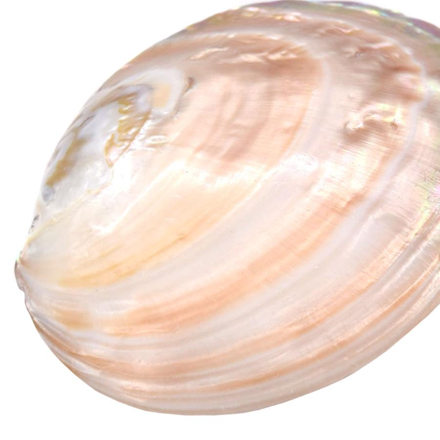 [天然貝殻] 白蝶貝 マベ真珠 皿５枚 天然貝殻] 白蝶貝 マベ真珠 皿5枚 天然貝殻] 白蝶貝 マベ真珠 皿5枚