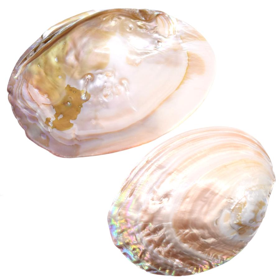 お買い得3枚セット】イケチョウ貝 パールシェル 天然真珠貝殻 浄化
