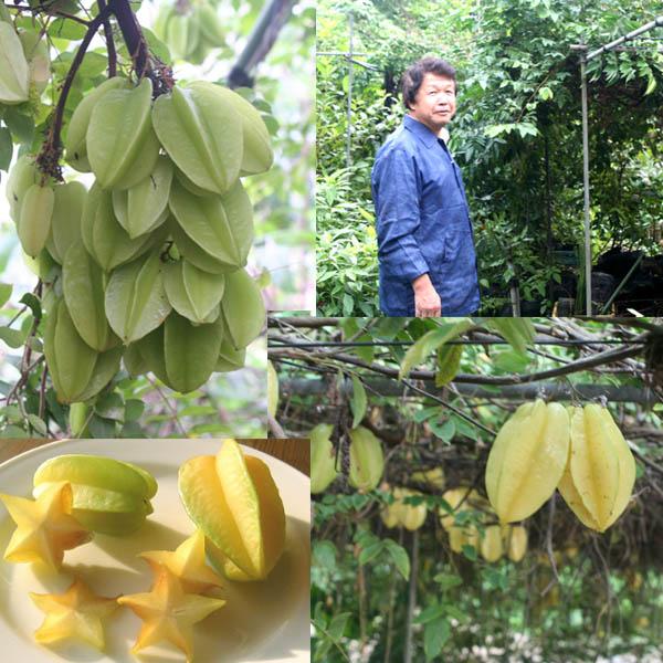 冷凍国産フルーツ】「スターフルーツ」和歌山下津町上山農園の無農薬