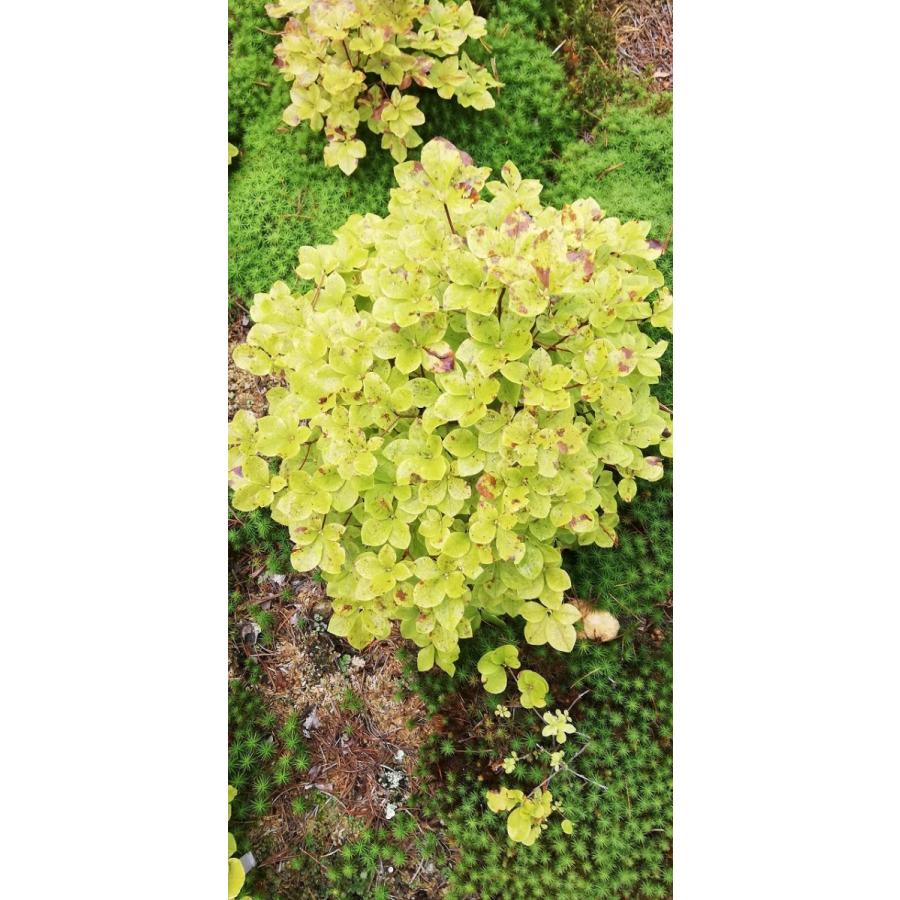 白花アカヤシオ（アカヤシオの白花でシロヤシオではない）　高さ約30ｃｍ幅約30ｃｍ